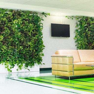 Вьющиеся комнатные растения 🌸 великолепная семерка