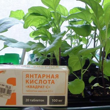 Применение янтарной кислоты для растений, виды в таблетках