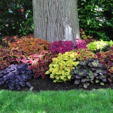 Фишка профессиональных дизайнеров в твоем саду оформление приствольных кругов деревьев