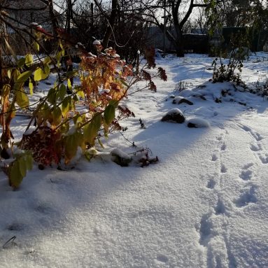 Мама, ну что тебе делать на даче зимой?