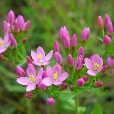 Золототысячник: как использовать ценное лекарственное растение по максимуму?